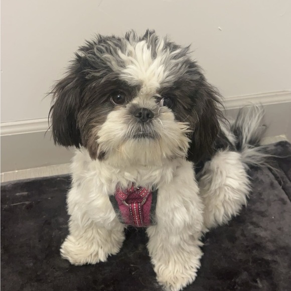 Meet your Posher, Leticia!👋🏽 - Picture 9 of 10